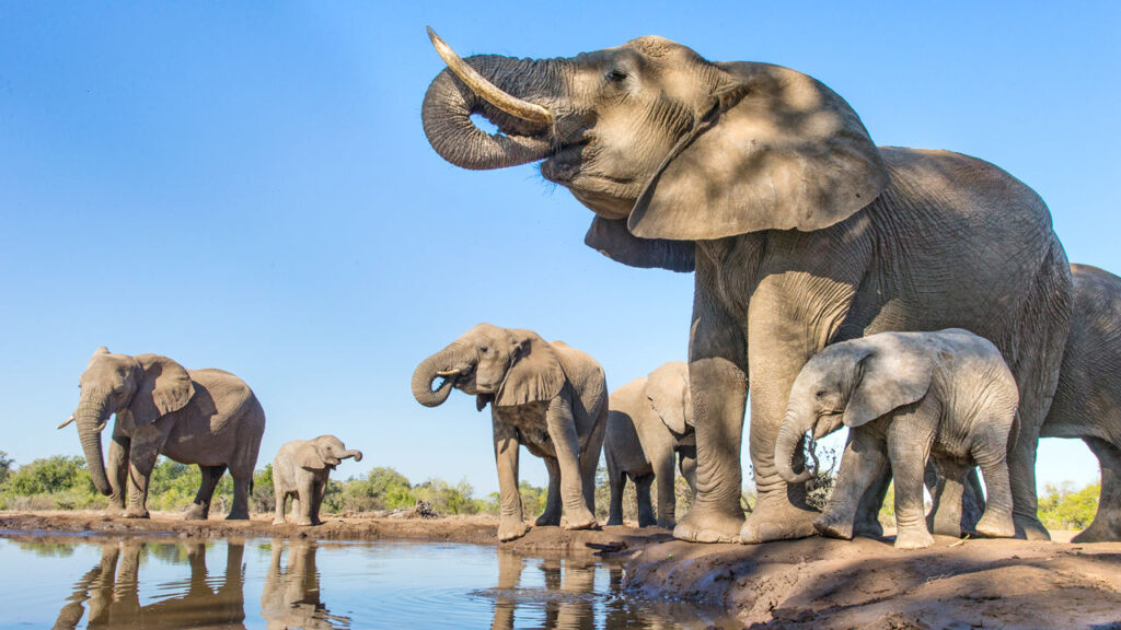 African elephant (Loxodonta africana) herd drinking at a waterhole,
Mashatu Game Reserve, Botswana. June.