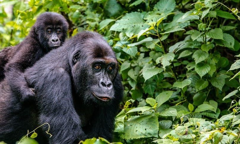 gorilla-trekking-forest-timbuktu-travel-e1625724607546-zander-tours